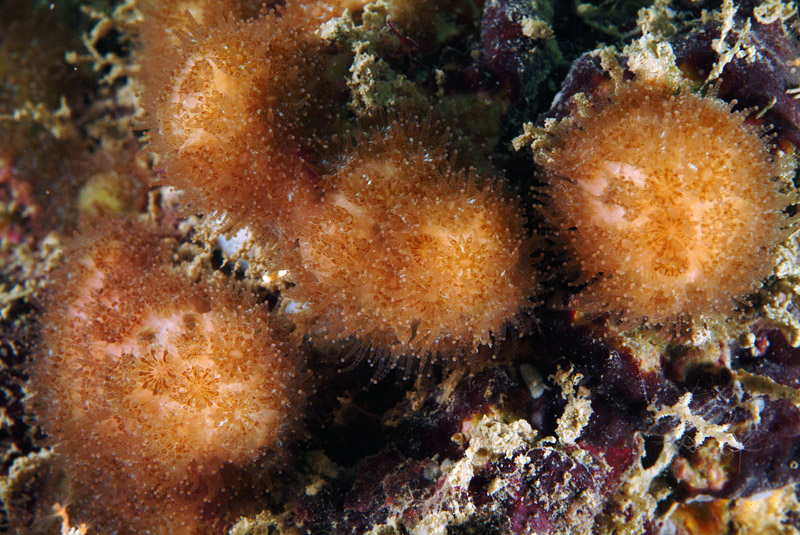 Madracis pharensis